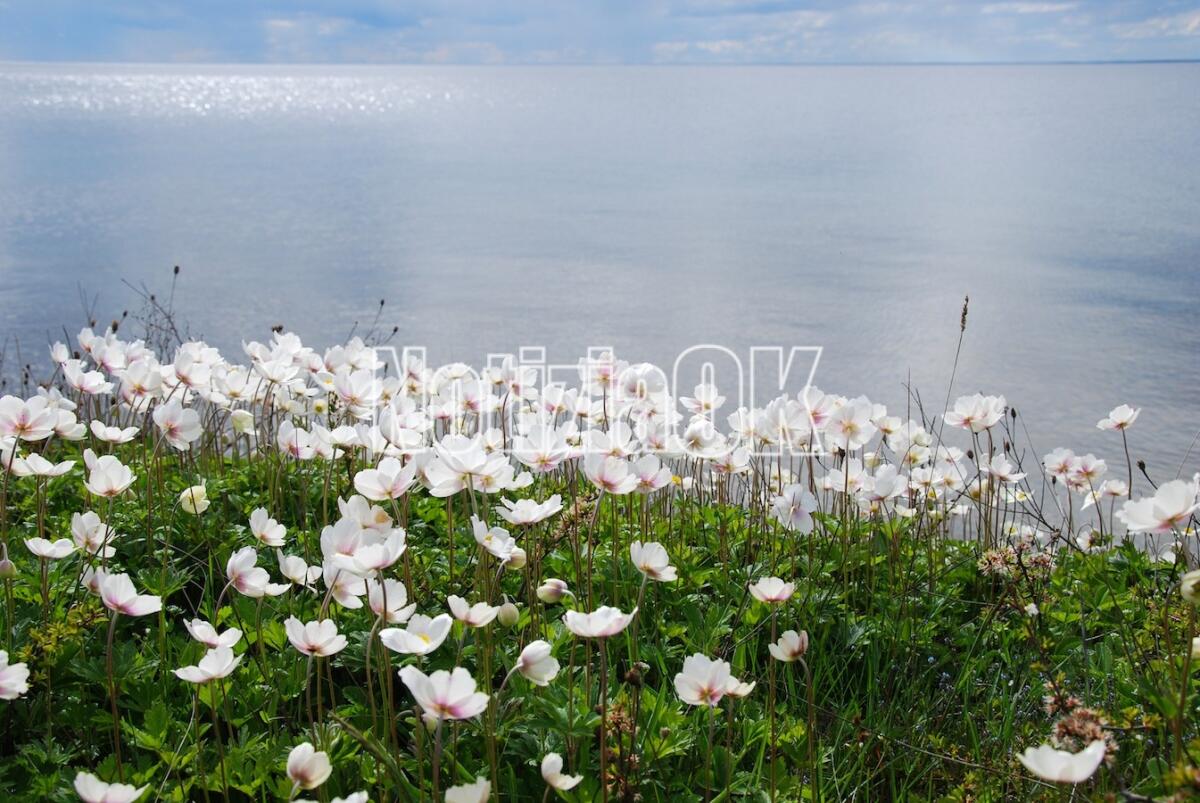 Lifestyle / L'anemone, simbolo dell'amore fugace - 