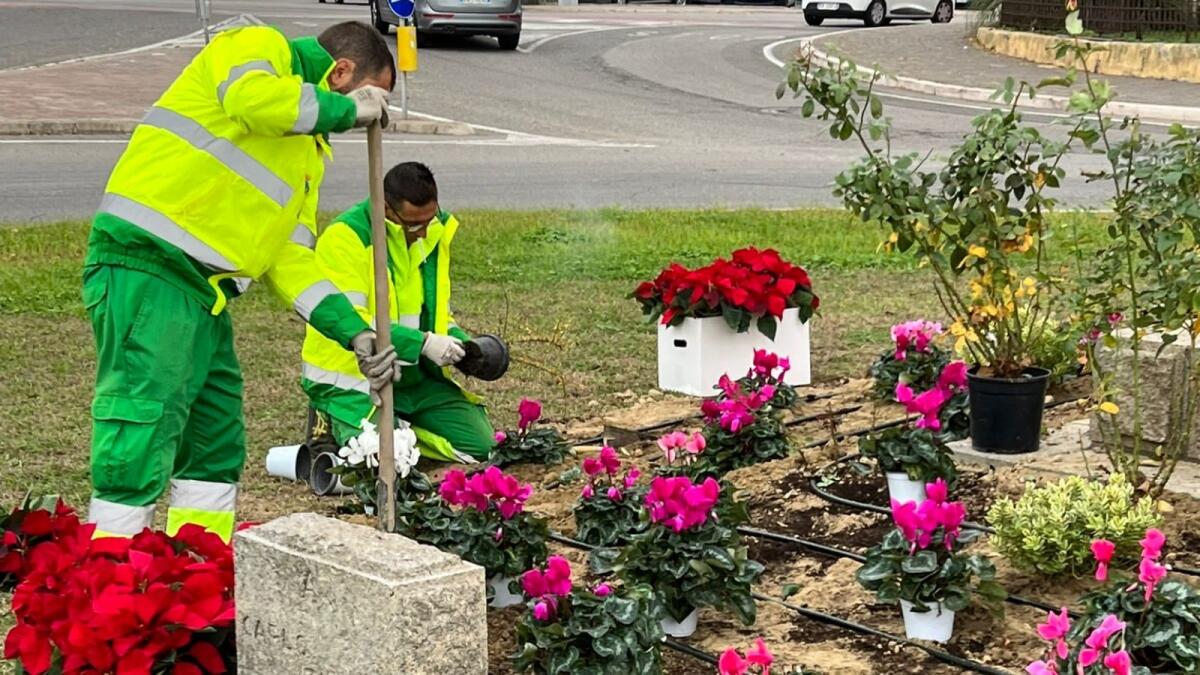 Crotone - Nuovo verde e irrigazione presso le rotonde e aiuole della città - 