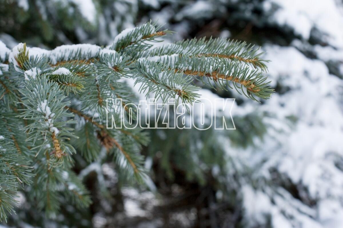 Solstizio d’inverno, ecco perché quest’anno cade il 22 dicembre - Fir tree branch