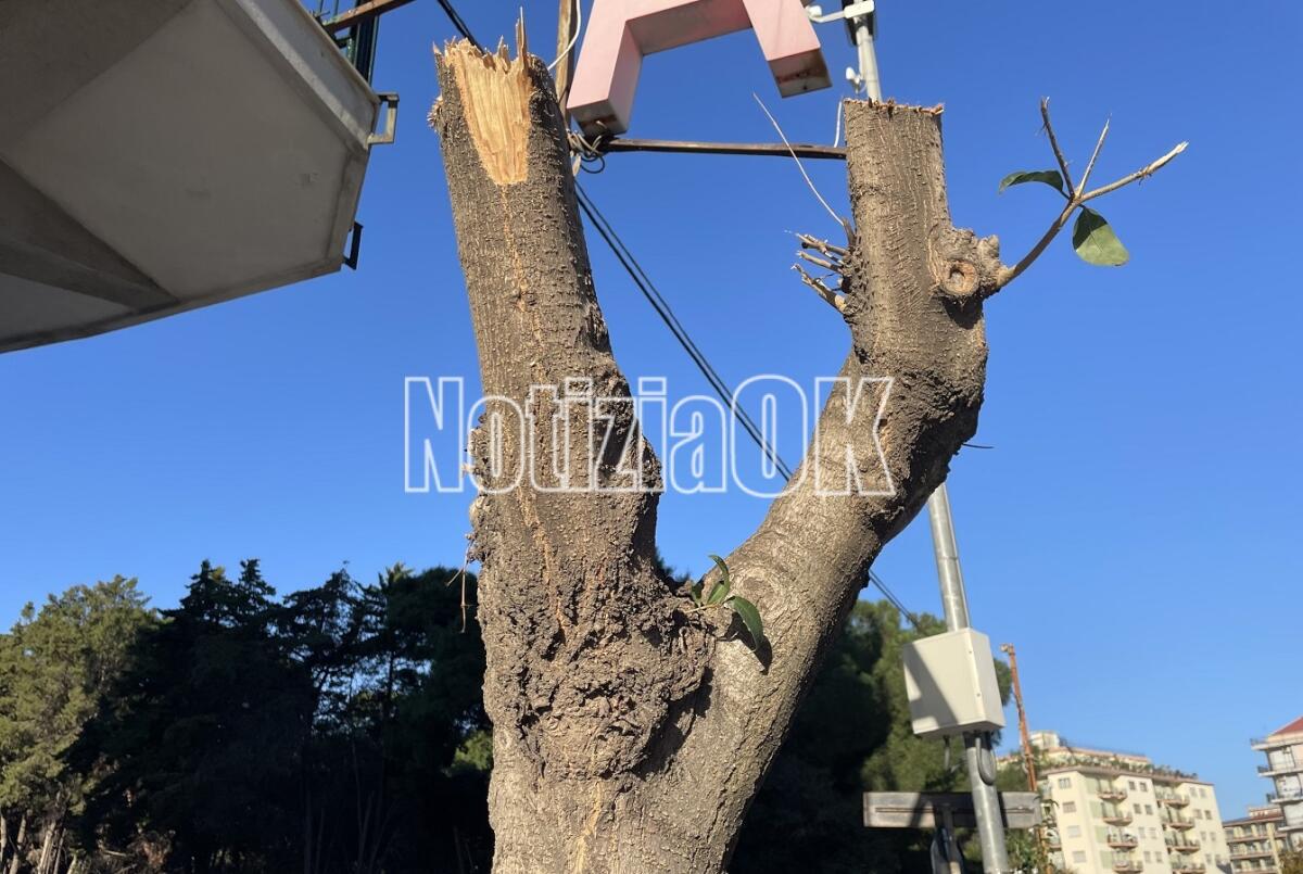 Crotone - Tagliati abusivamente due alberi in pieno centro, identificati gli autori - 