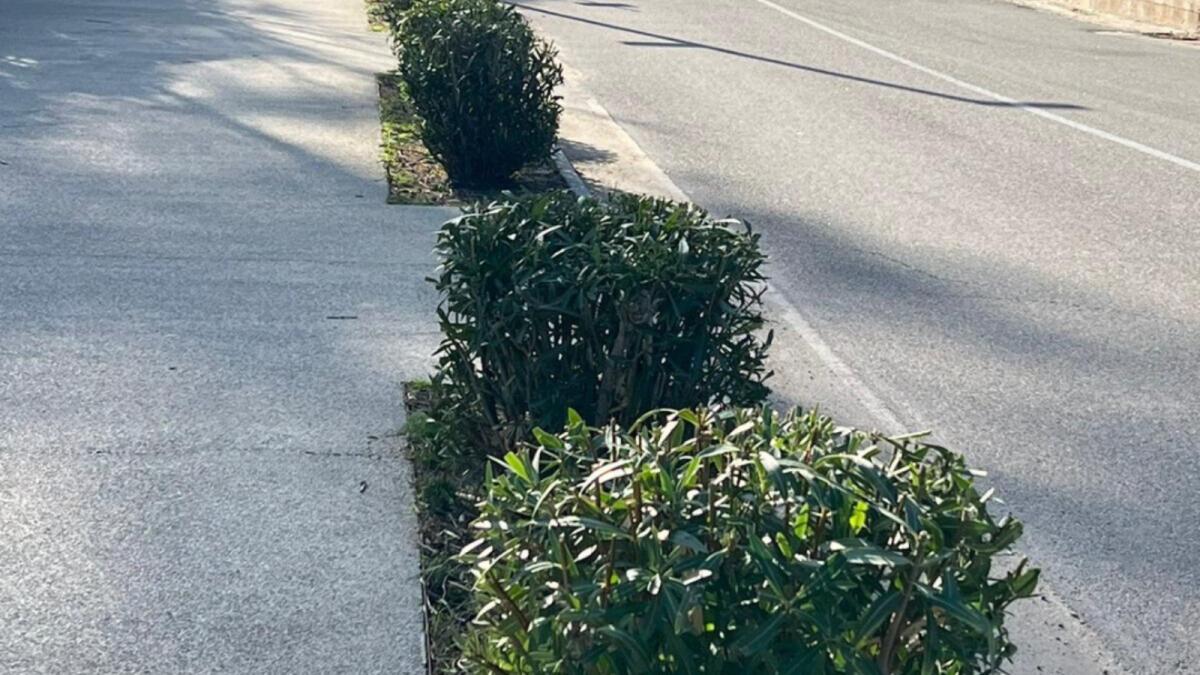 Crotone - In corso la manutenzione sul lungomare del verde pubblico - 