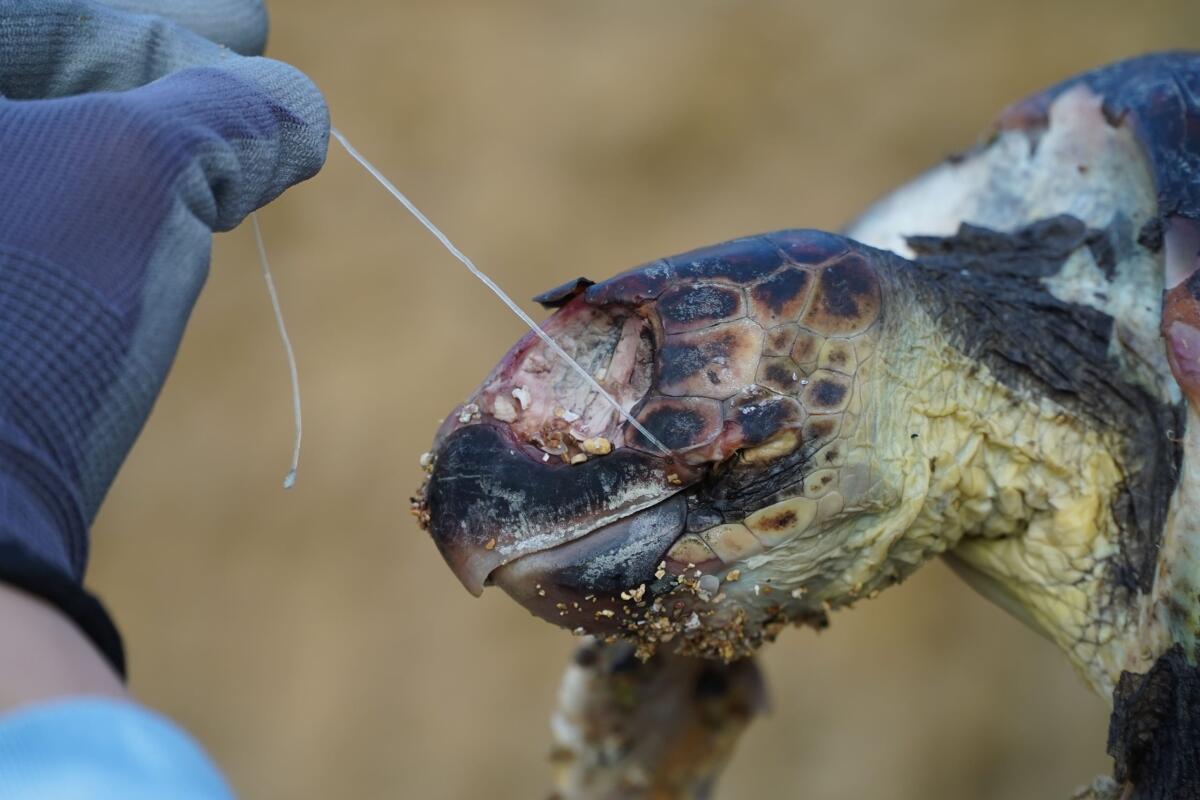 Una Caretta caretta morta per la plastica, l'appello dell'ambientalista Sebastian - 