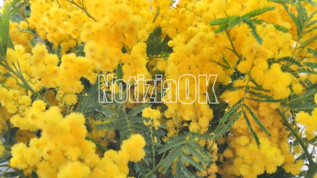 Temperature fuori stagione, Mimose fiorite 1 mese prima e la natura va in tilt - 