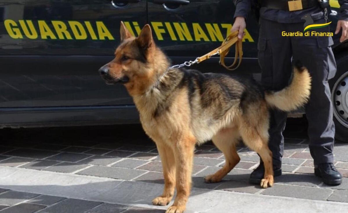 Sequestrati 8 kg di Cocaina e 266 mila euro: arrestato corriere della droga - 
