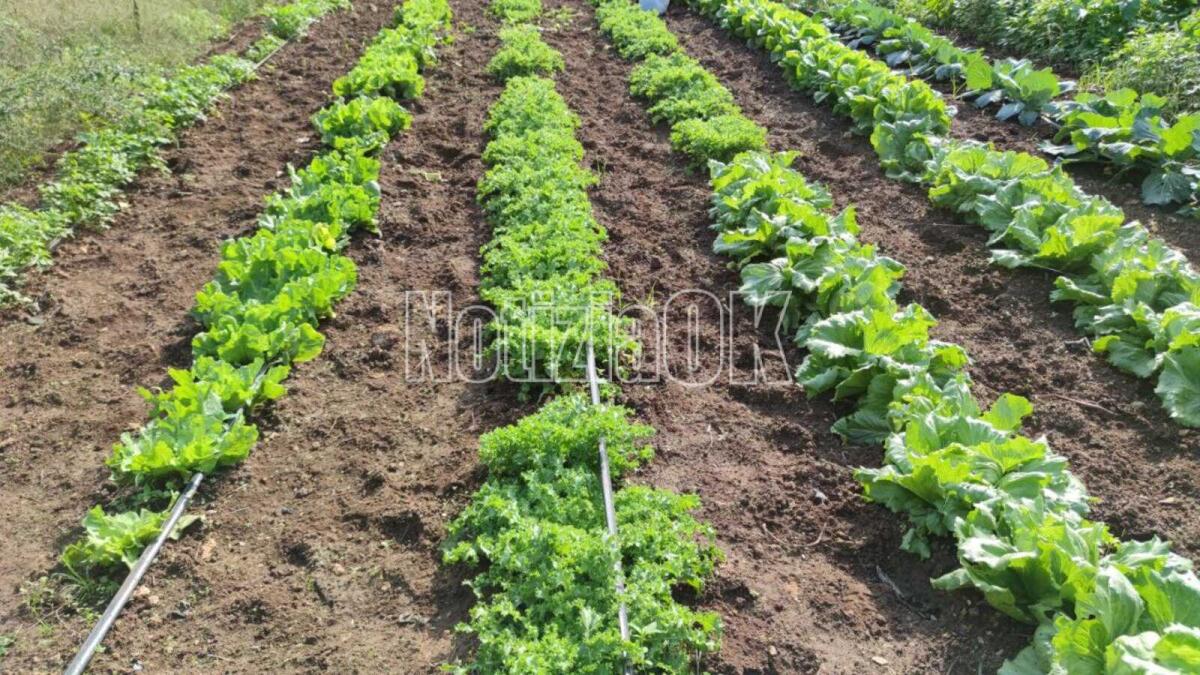 Maltempo in Italia: scatta l'allarme gelo per ortaggi e frutta - 