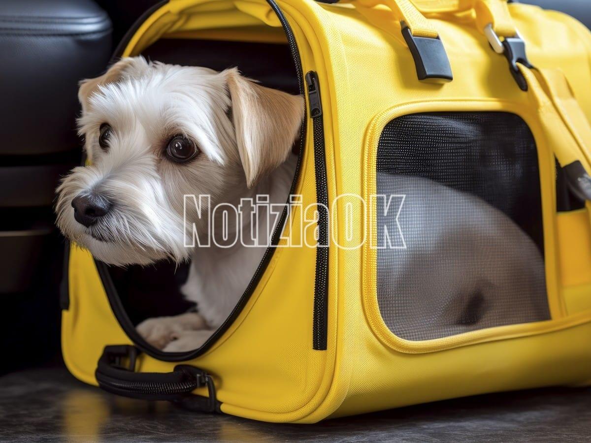 Vuoi adottare un cane? I dieci consigli da seguire - 