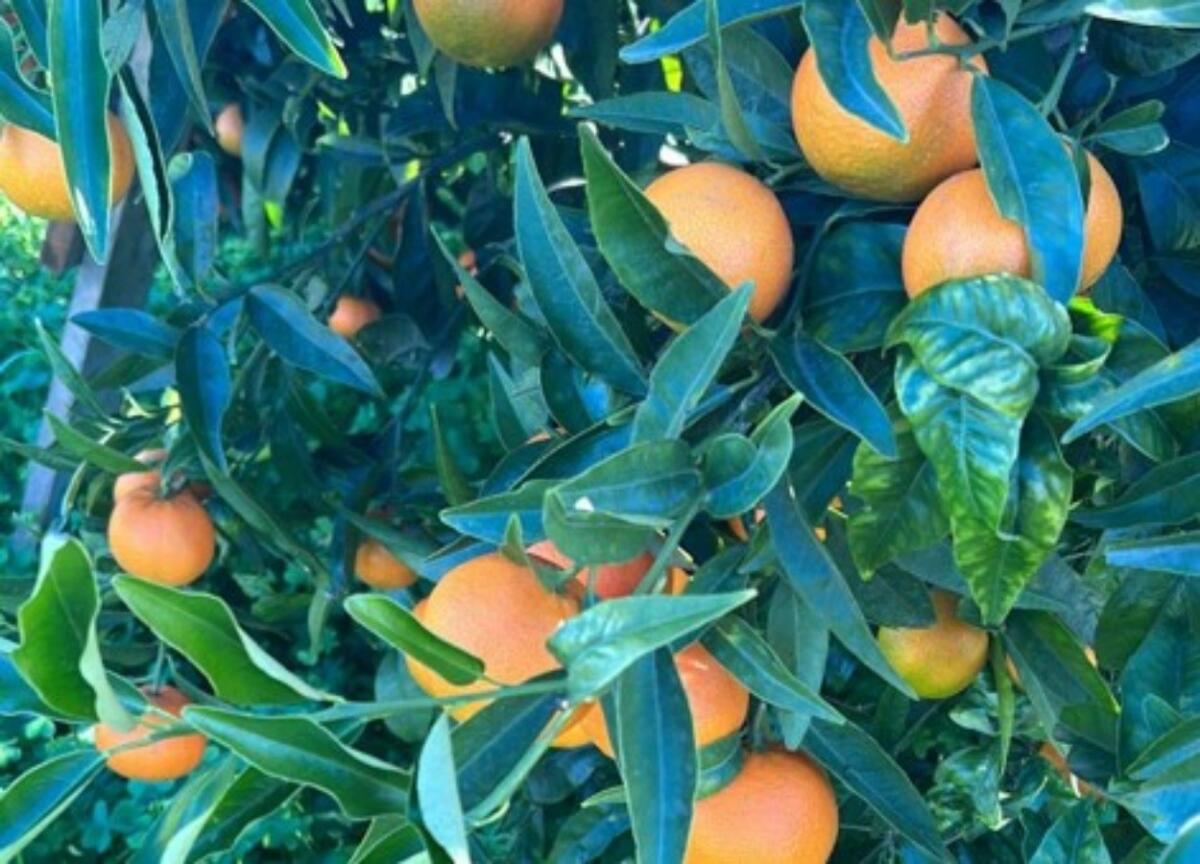 Clementine di Calabria IGP, eccellenza del territorio - 