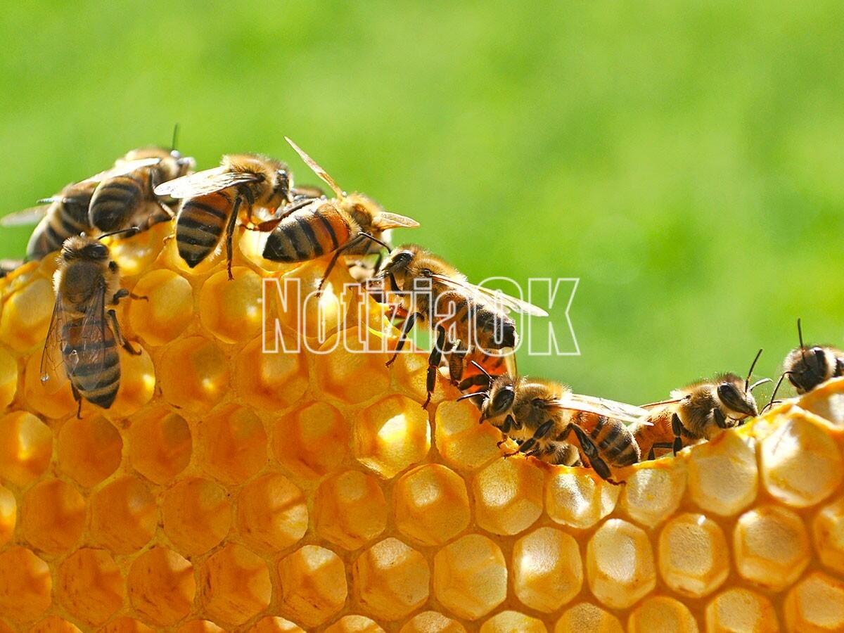 Temperature sopra alla media, Api a rischio: l'allarme di Coldiretti per un settore già in crisi - 