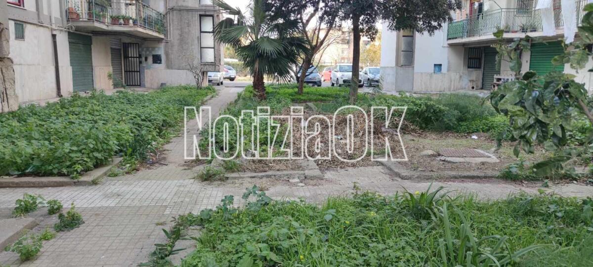 (Foto) Nei quartieri di Crotone: una jungla in centro città - 