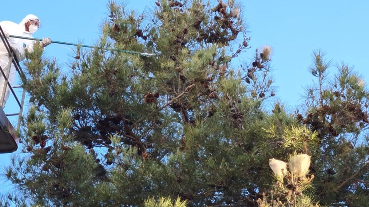 Crotone, partiti gli interventi contro la processionaria da pino - 