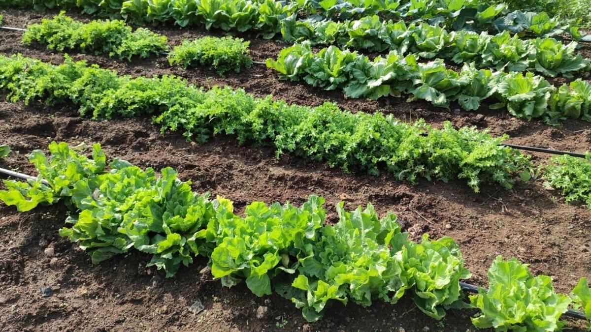 Milleproroghe: il 90% delle aziende agricole italiane non pagheranno l'Irpef - 