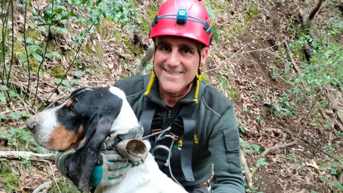 Finisce in un dirupo: i Vigili del Fuoco salvano un cane da caccia - 