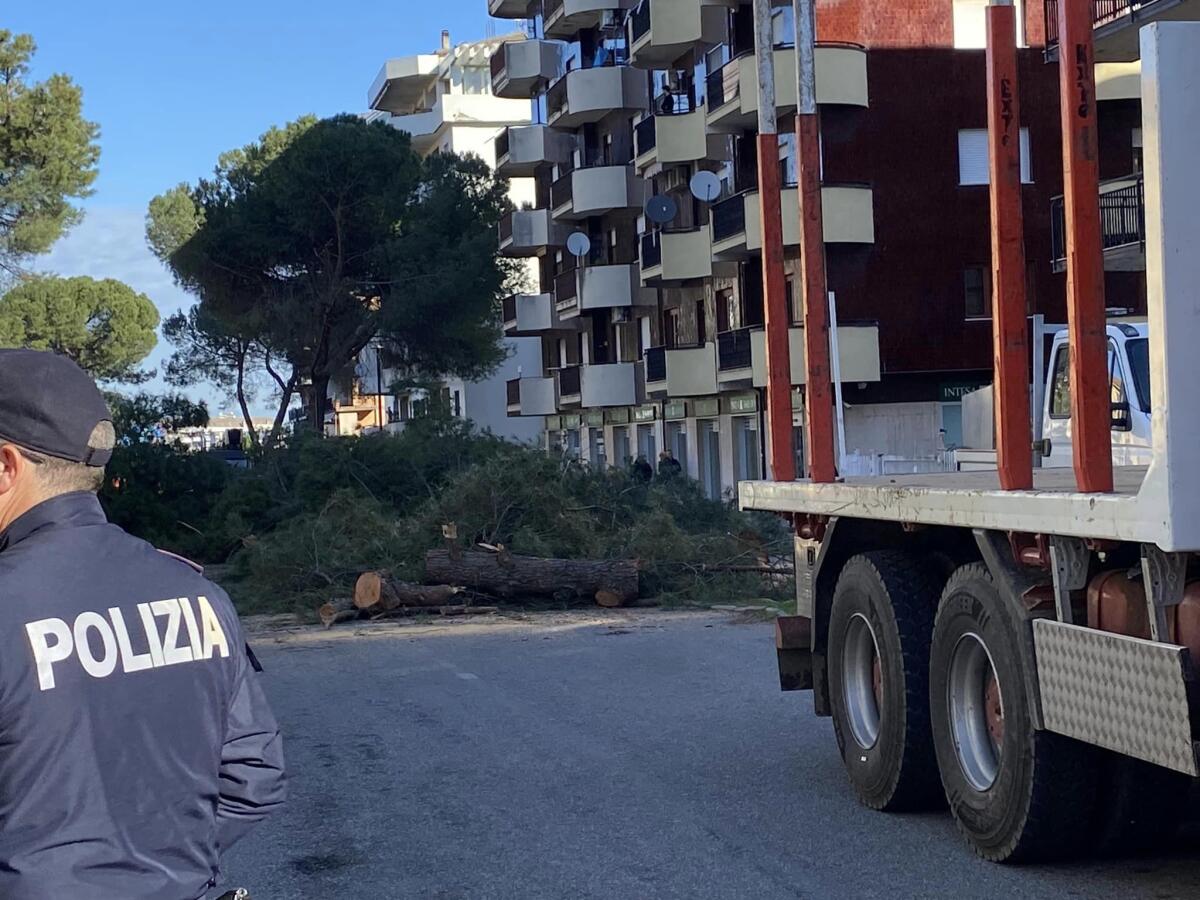 Tagli alberi a Rende: lettera aperta degli ambientalisti a Prefettura e istituzioni locali - 