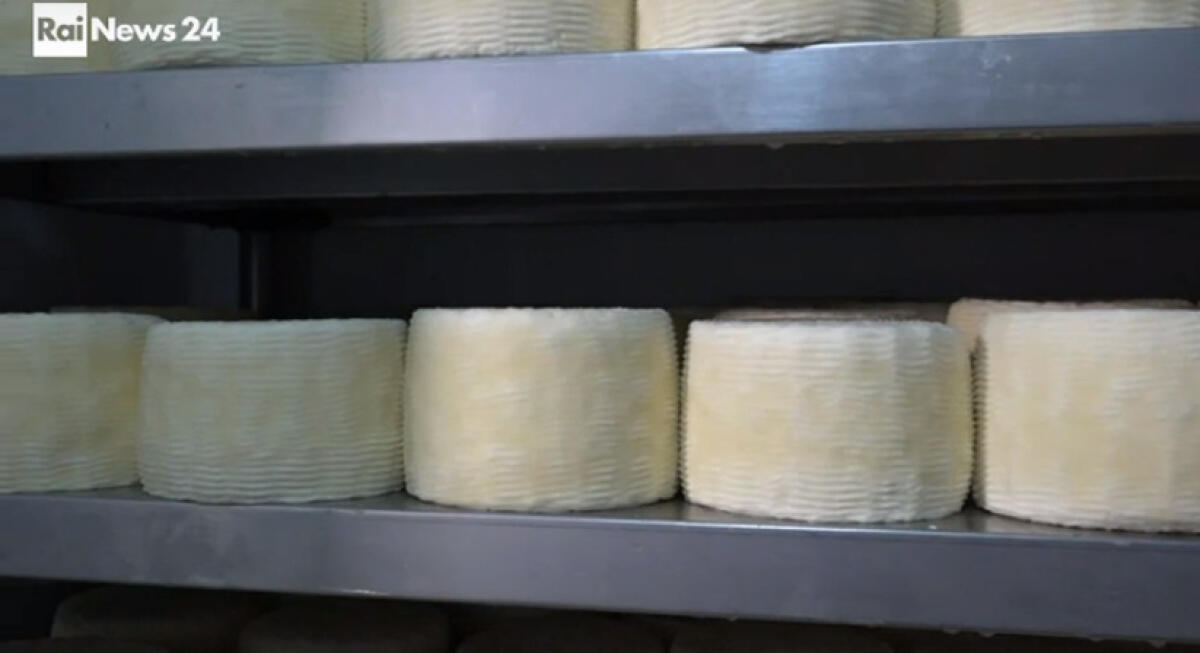 Paludi – Mensa scolastica: nessuno tocchi il Pecorino Crotonese - 