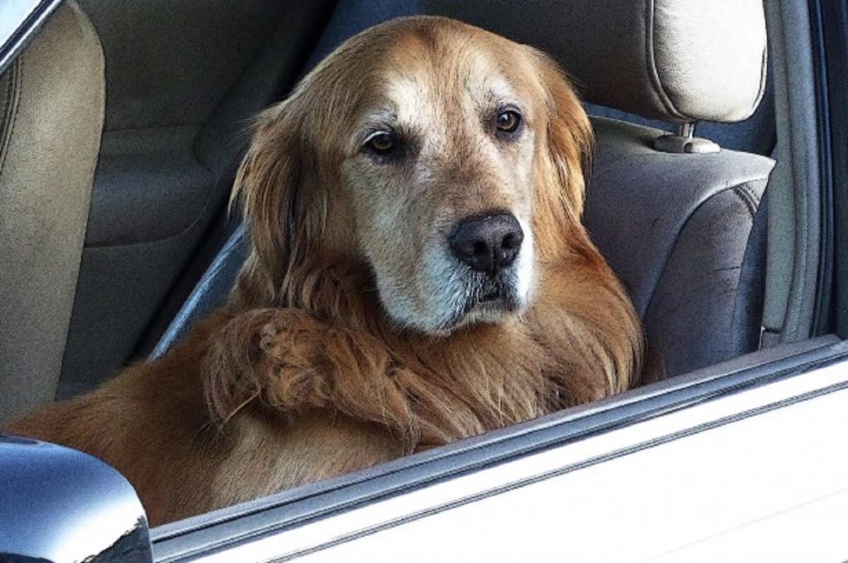 Vita da cani: come vedono il mondo? La risposta degli esperti - 