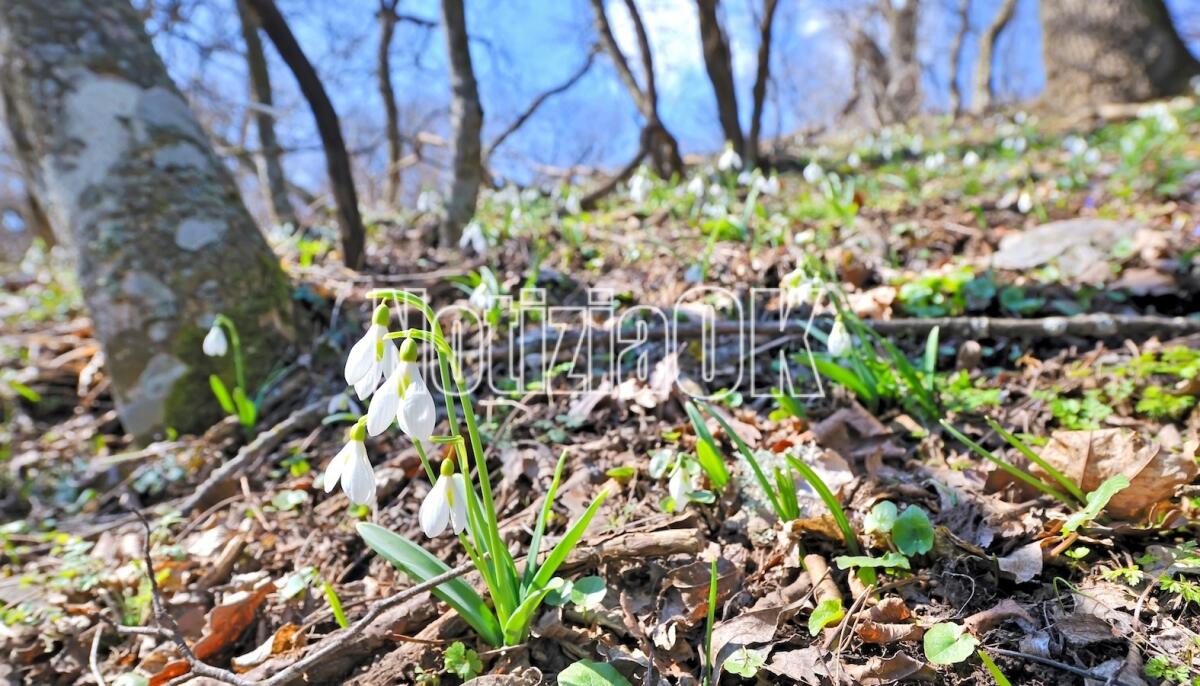 Lifestyle - Spunta il bucaneve, il fiore della speranza - 