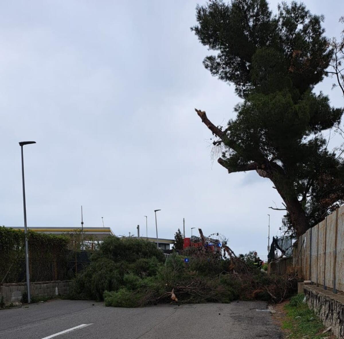Crotone - Messo in sicurezza un albero pericolante - 