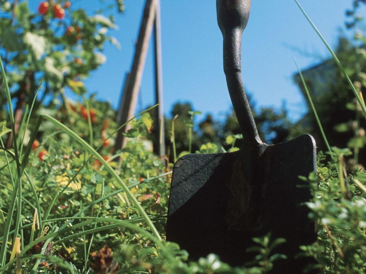 Allevatori e agricoltori calabresi: in liquidazione pagamenti per oltre 8 mln di euro - 