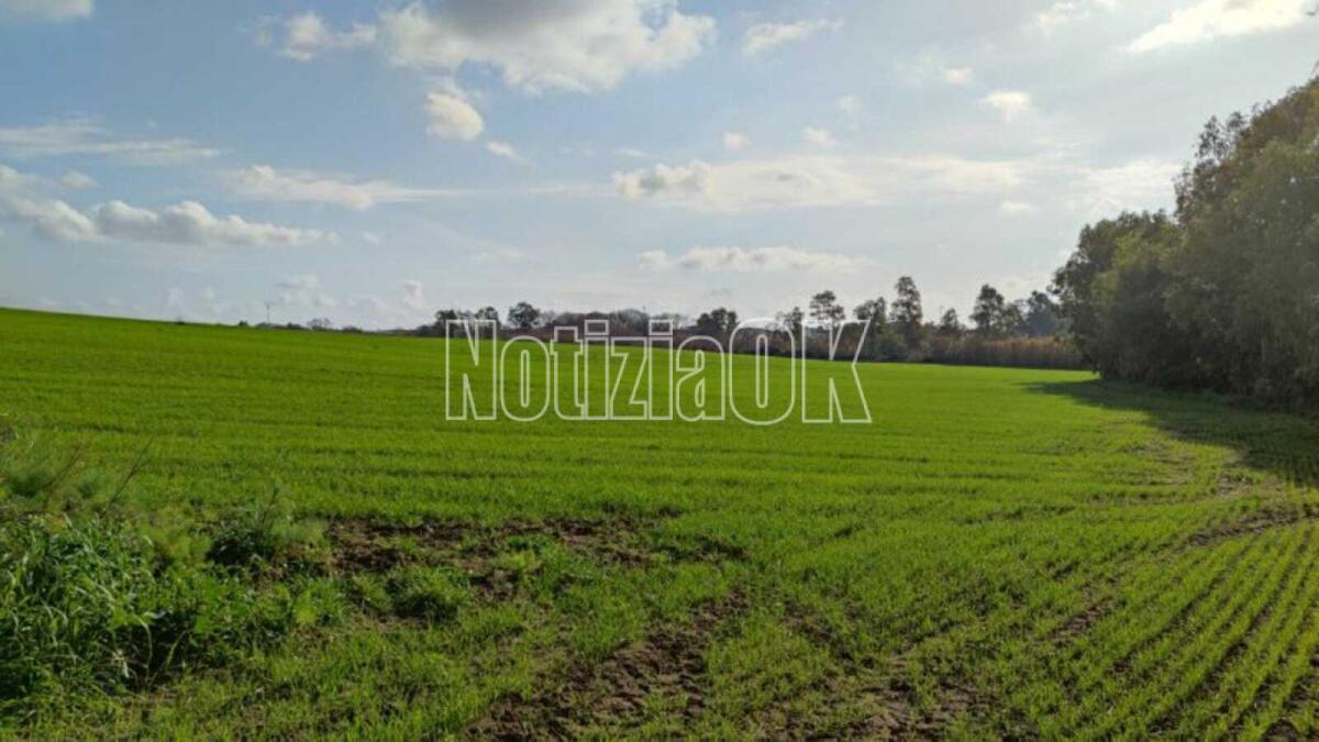 Allevatori e agricoltori calabresi: in liquidazione pagamenti per oltre 8 mln di euro - 
