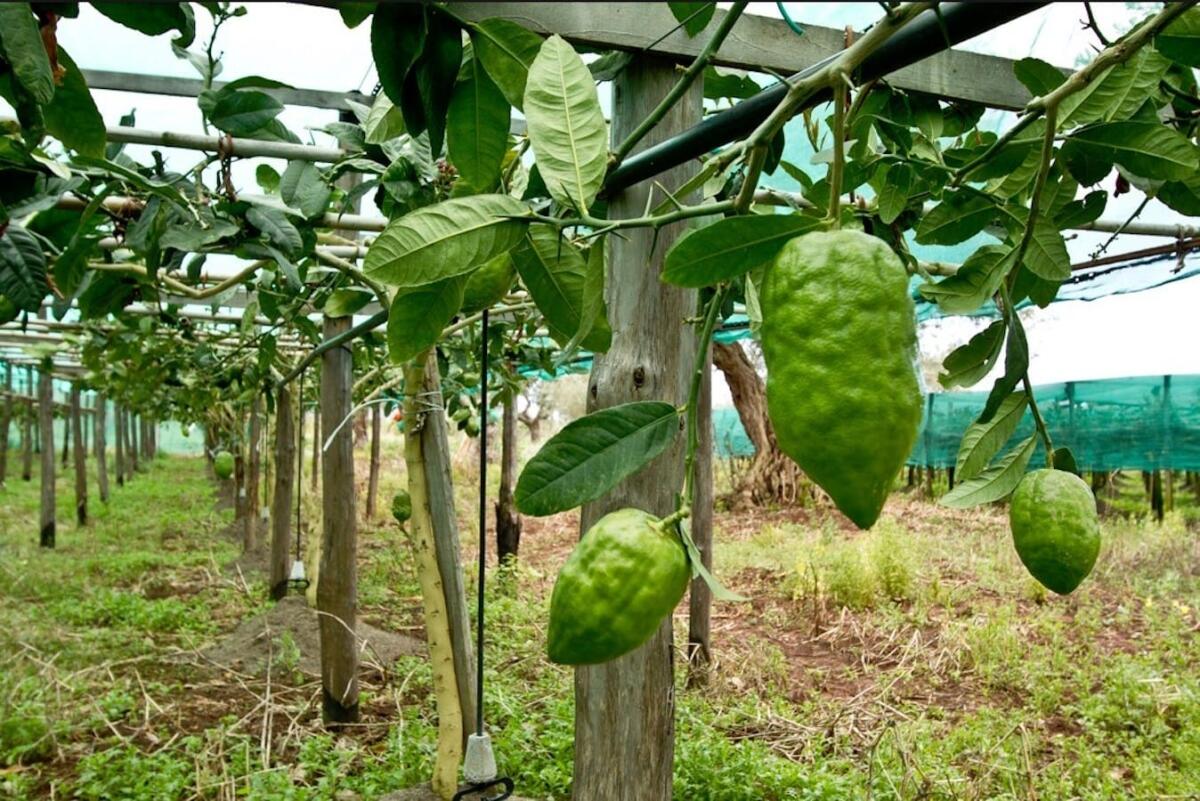 Il Cedro calabrese ritorna a Berlino al salone Fruit Logistica - 