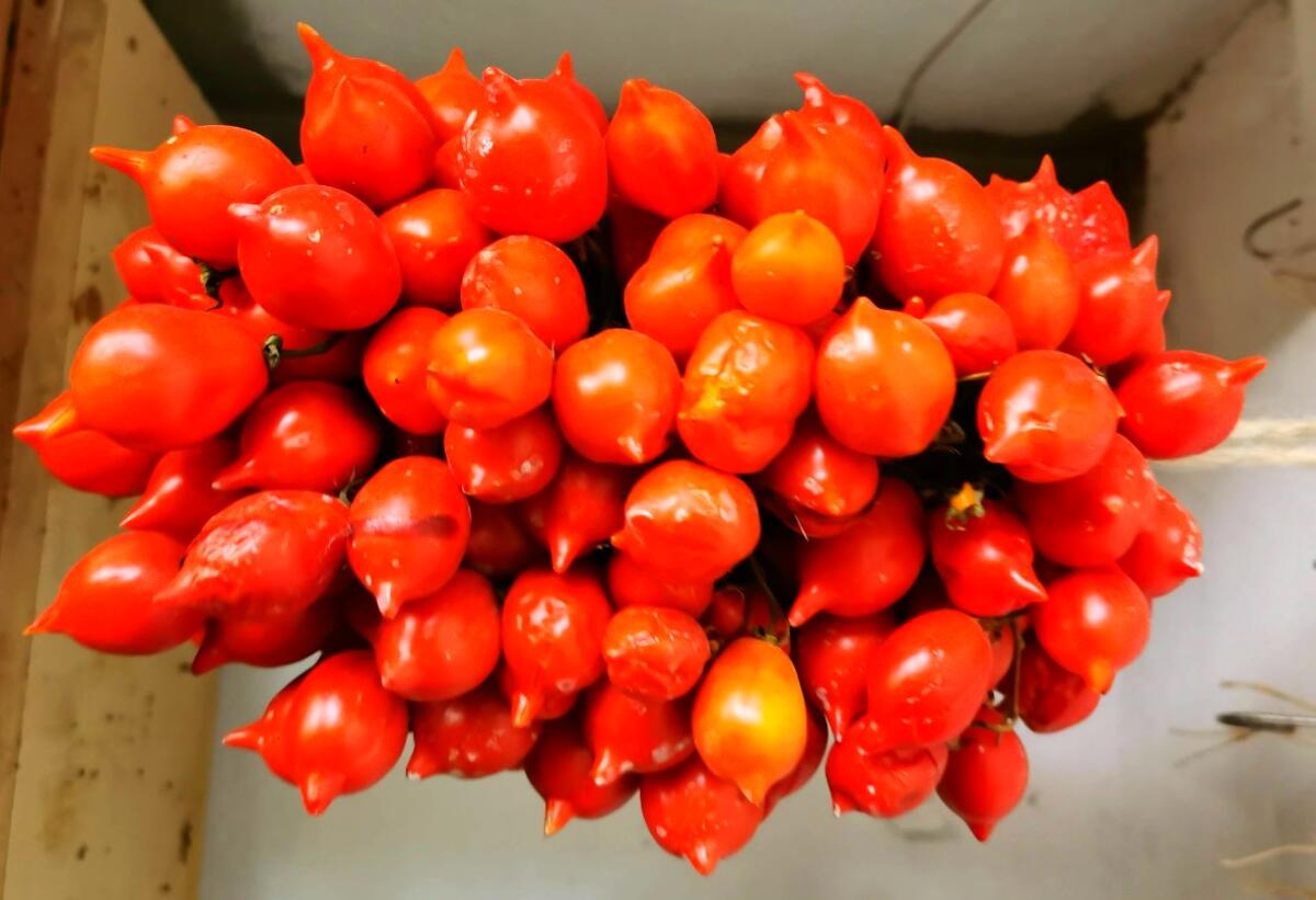 Un morso al sapore - Uno spaghetto al pomodoro del piennolo - 