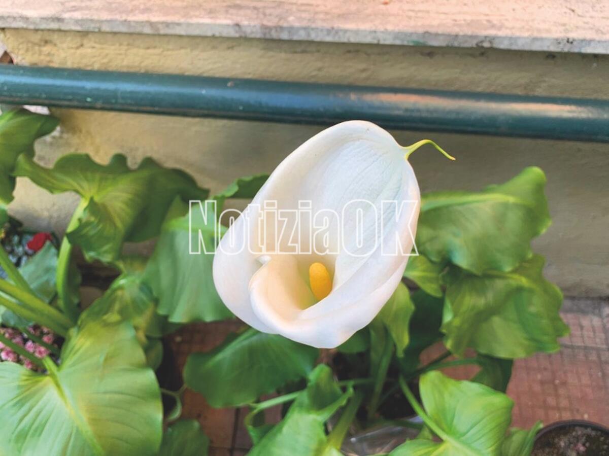 Lifestyle - La bellezza maestosa della calla - 