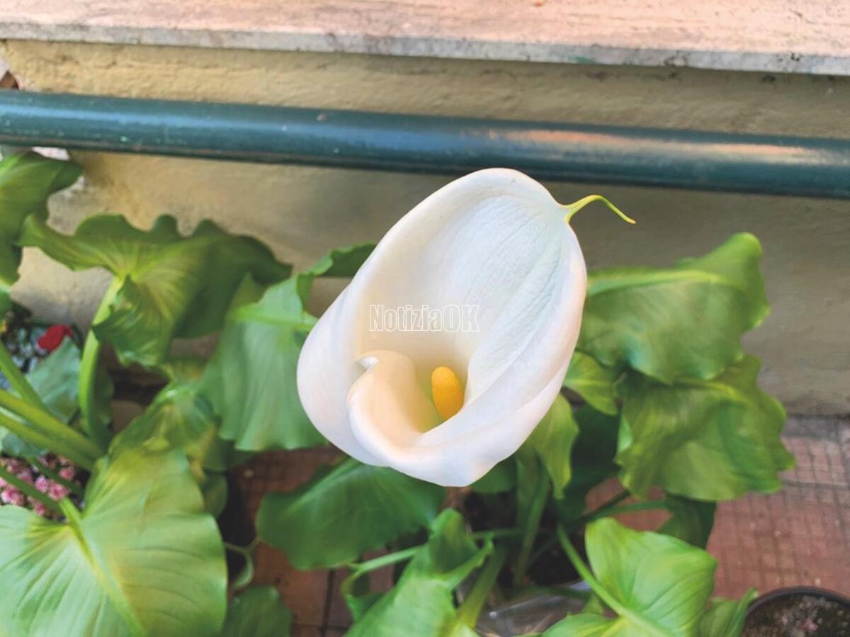 Lifestyle - Bella e maestosa, la calla primadonna tra i fiori - 