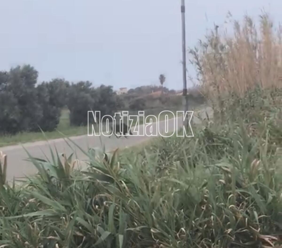 Crotone - Un cinghiale a passeggio nell'area archeologica di Capocolonna - 