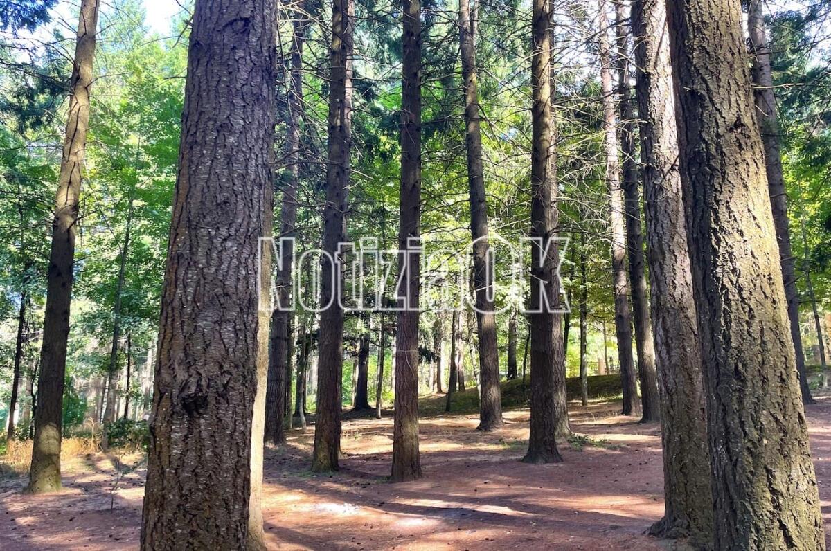 Parco Nazionale della Sila: presentato il piano Riserva della Biosfera Sila - 