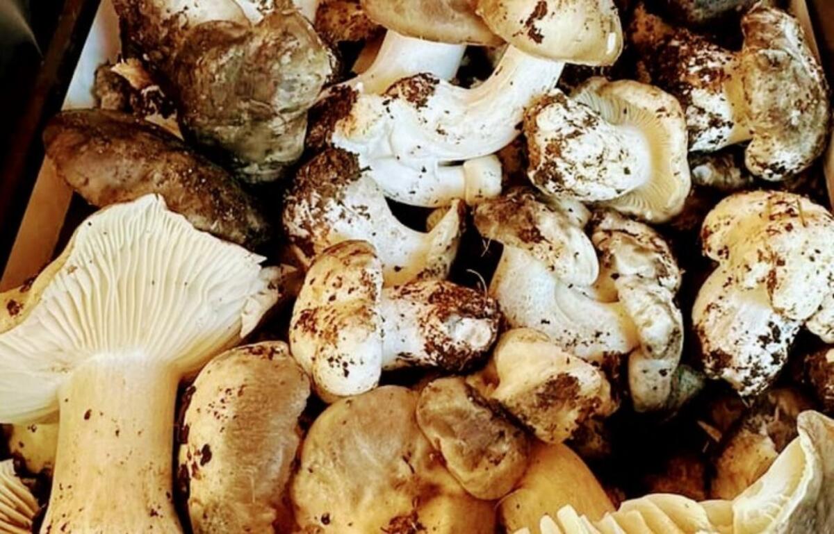 Un morso al sapore - Funghi marsuoli, gustosi e delicati - 