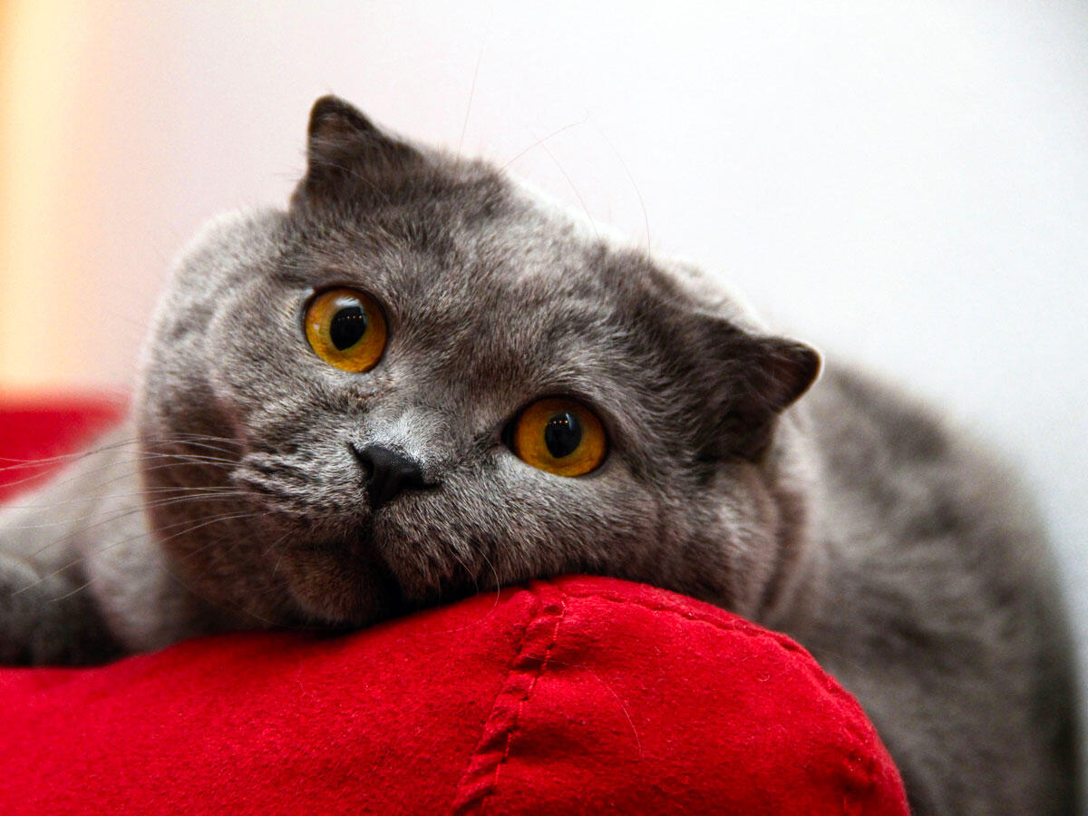 Amici a quattro zampe: scoperto il segreto delle fusa del gatto - 