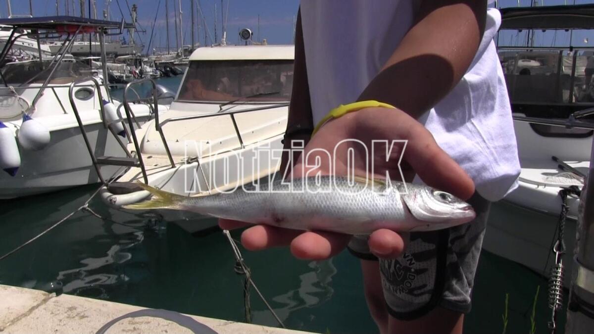 Crotone - Pescando Proteggo, i pescatori in classe per insegnare la salvaguardia dell'ambiente - 