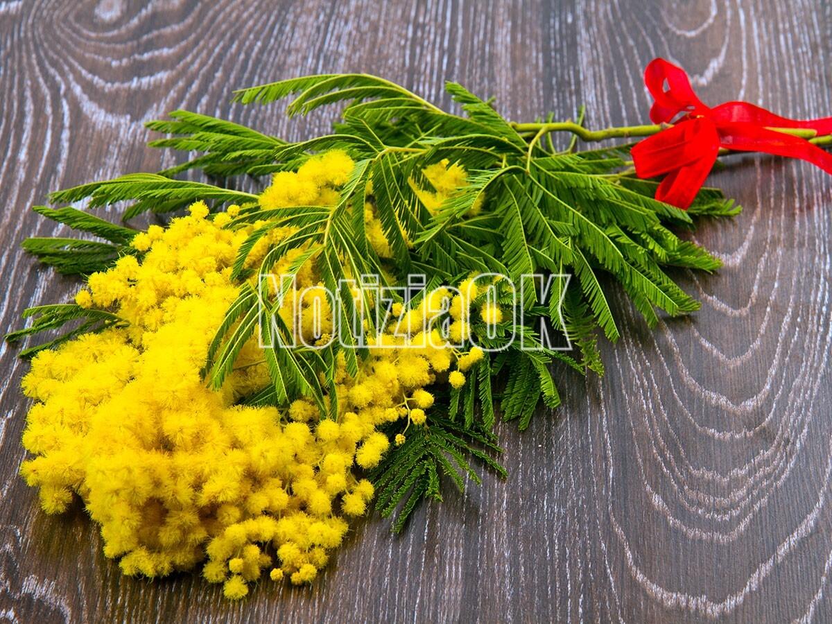 8 Marzo: 4 italiani su 10 regalano fiori e mimose - 