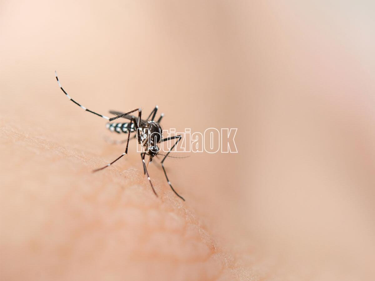 Febbre Dengue in Italia, nuova circolare del Ministero ma nessun allarme - 