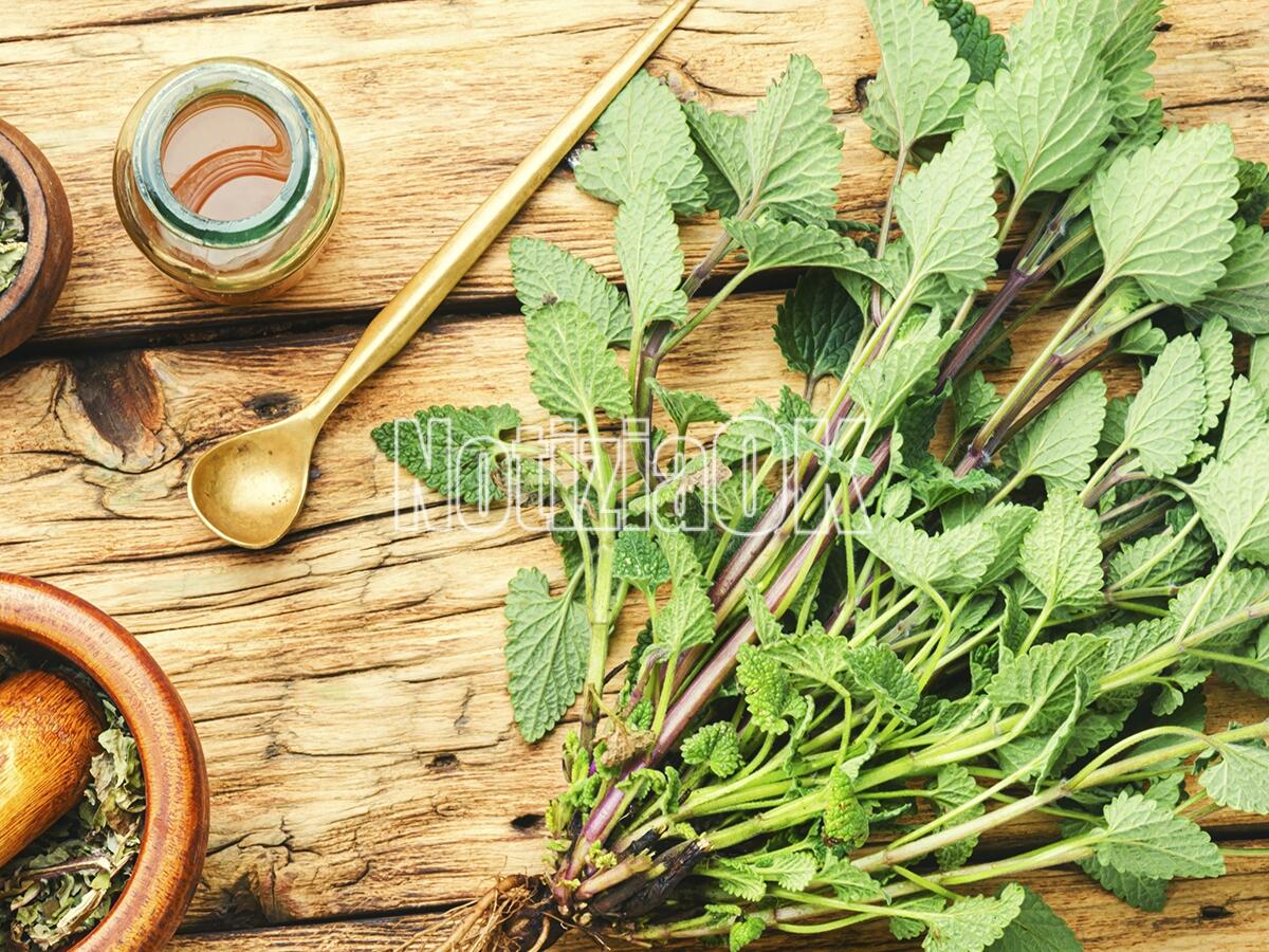 Lifestyle - La melissa pronto soccorso naturale - 