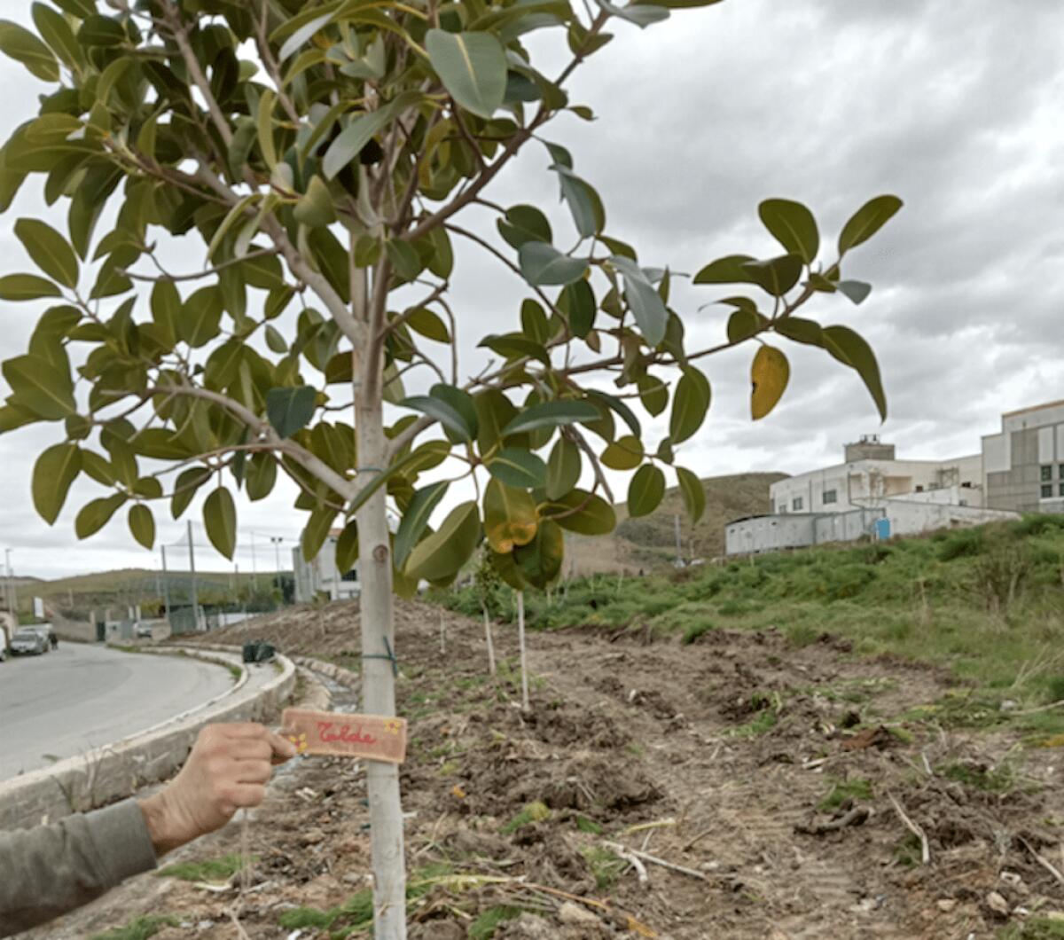 Crotone - Undici alberi piantumati a Tufolo-Farina, portano il nome dei bimbi nati nel quartiere - 