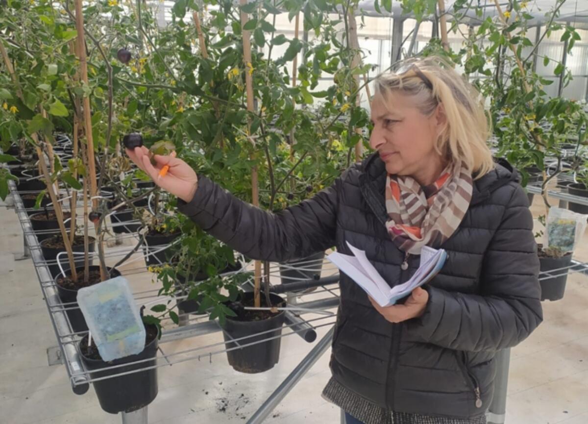 Corigliano-Rossano, al Majorana è tempo di fragole - 