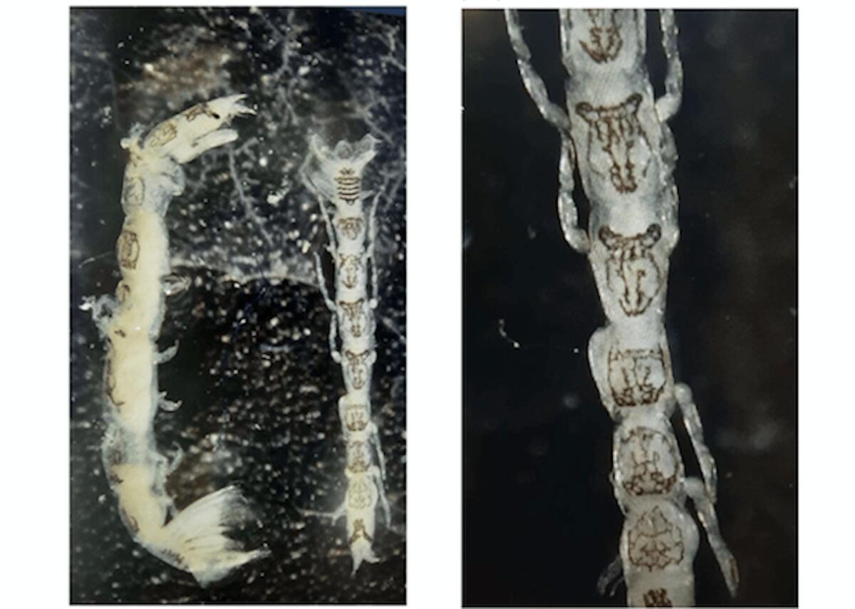 Una nuova specie marina avvistata nelle acque calabresi - 