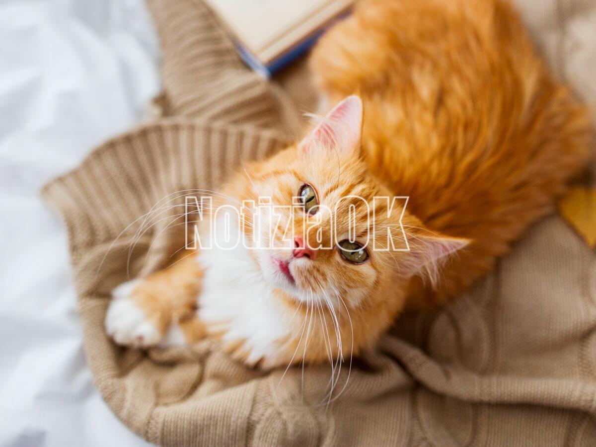 Cani e gatti: alla Camera bocciata la proposta sul benessere e la tracciabilità - 