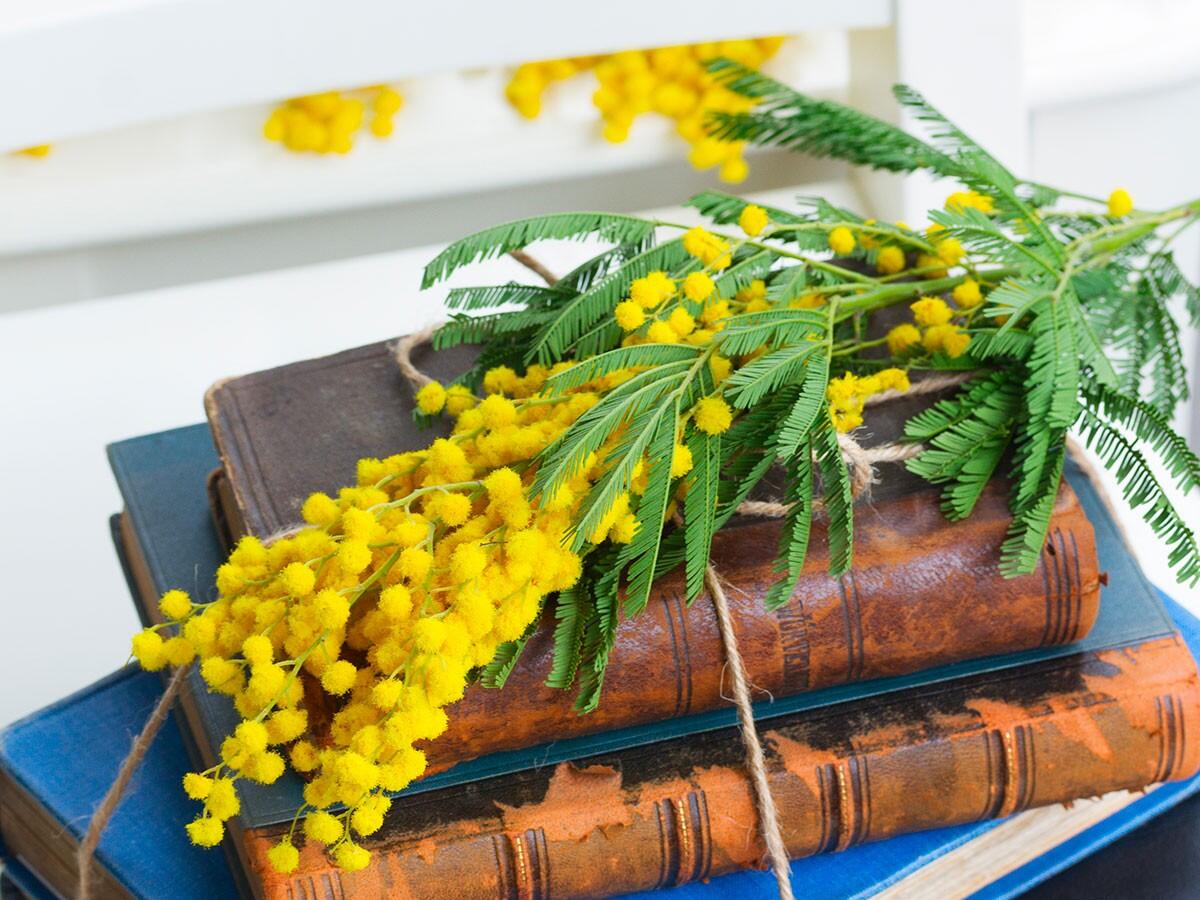 8 Marzo: in dono 1,5 mln di kg di mimose - 