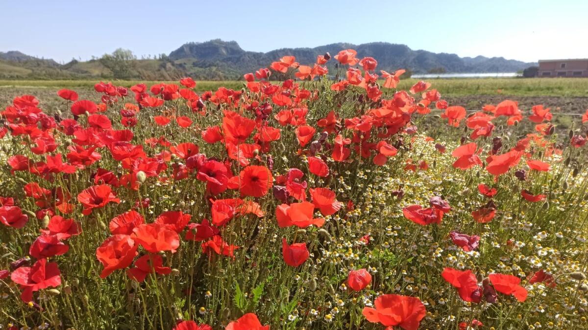 Crotone - Il ronzio delle api negli orti del Farmer’s Market - 