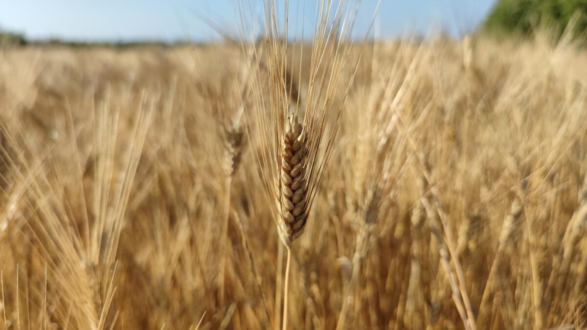 Agricoltura: la Calabria è tra le regioni con maggiore superficie agricola coltivabile - 