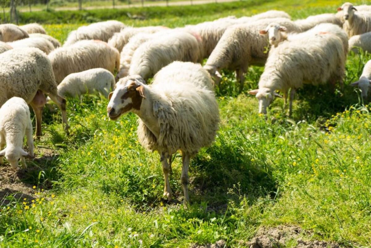 Paludi, promozione dell'identità territoriale nelle feste pasquali -