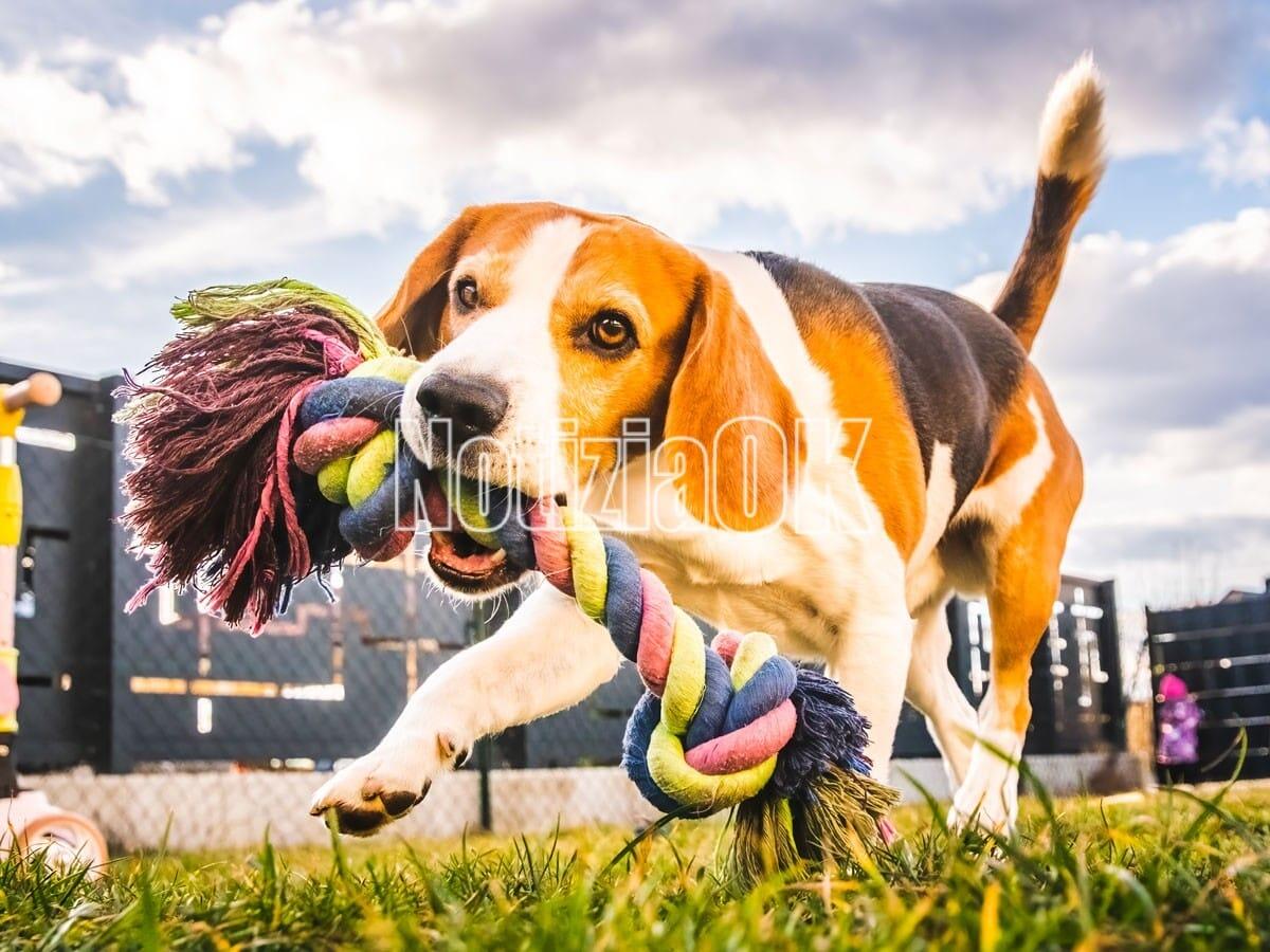 Come aiutare bambini e cani in famiglia a giocare sicuri - 