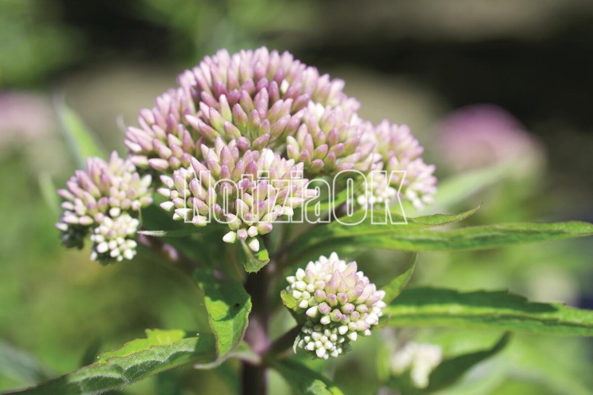 Lifestyle - Le proprietà calmanti della Valeriana - 