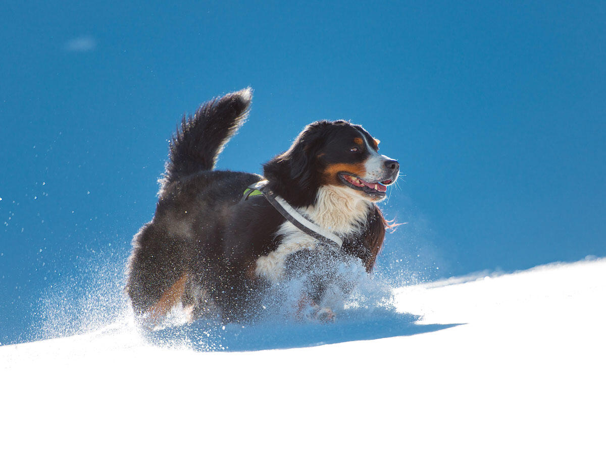 Cani e gatti: "insufficiente" una visita veterinaria all'anno - 