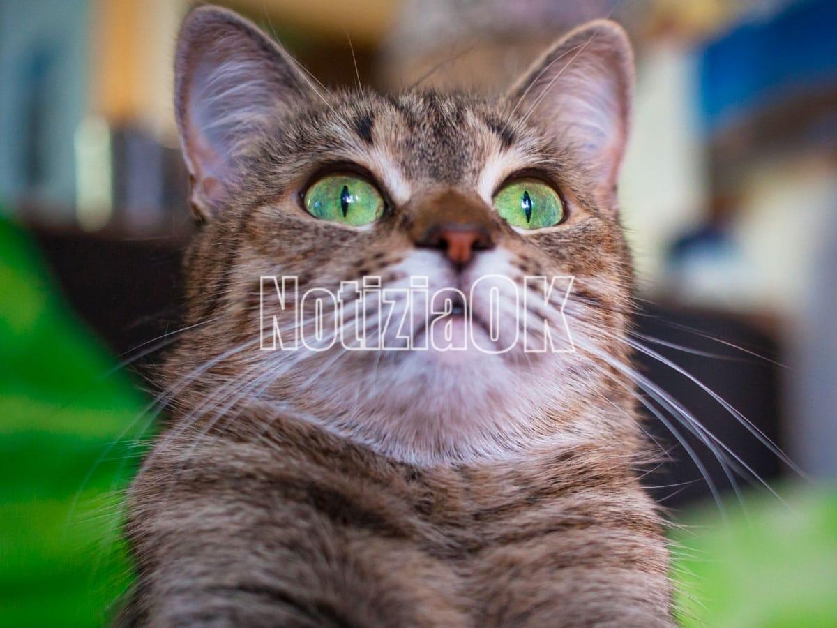 Cani e gatti: "insufficiente" una visita veterinaria all'anno - 