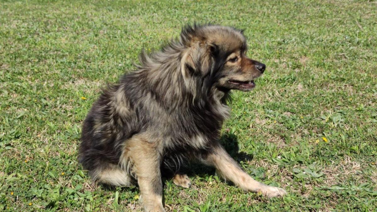 Quanto tempo potrebbe vivere il tuo cane? La risposta degli esperti - 