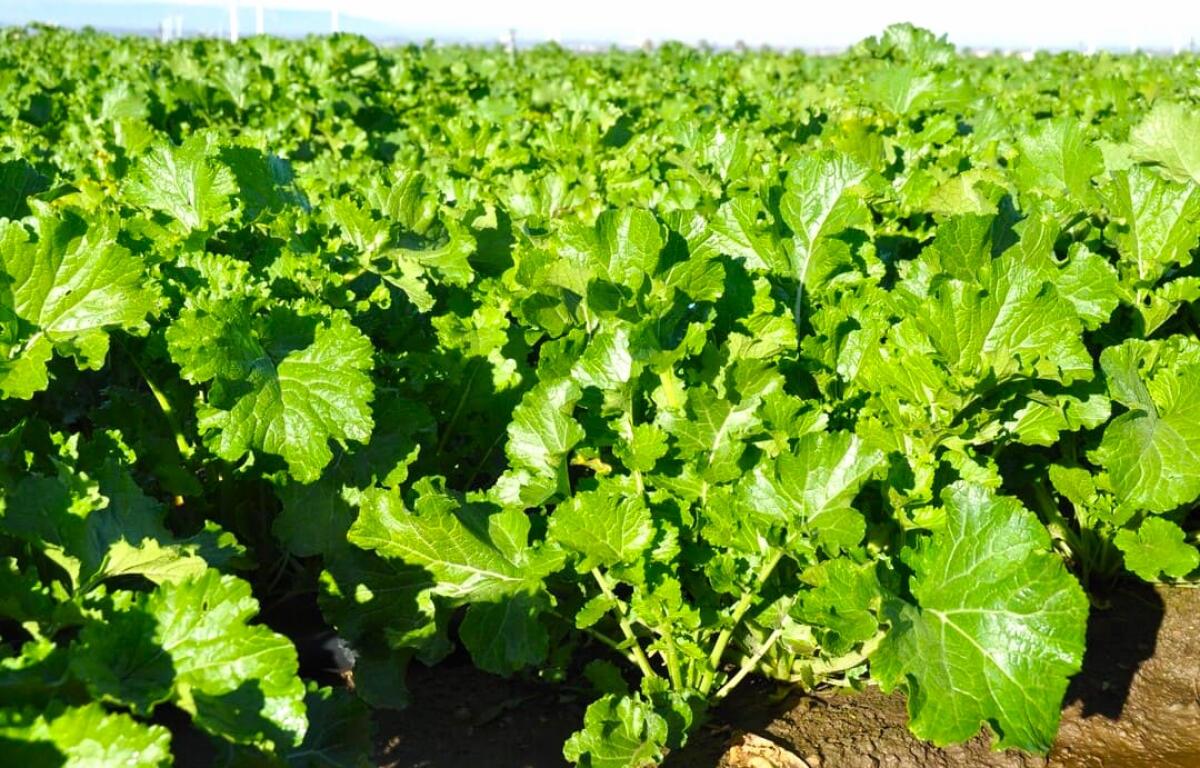 A Bisignano si lavora per il riconoscimento IGP del broccolo di rapa  - 
