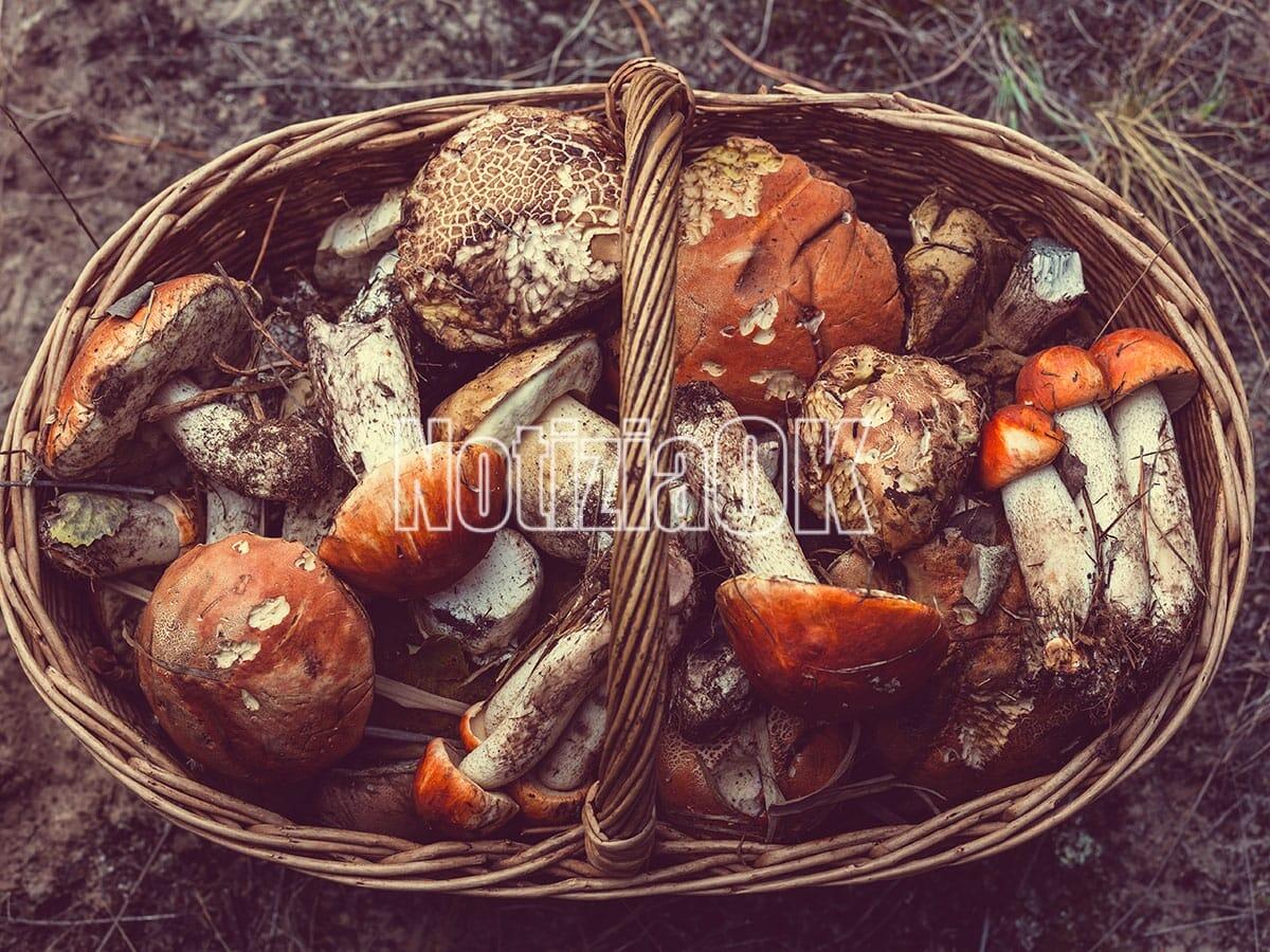 Un morso al sapore - Porcini della Sila, un prodotto da utilizzare in diverse ricette -
